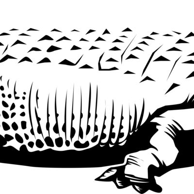 Crocodile Thumbnail