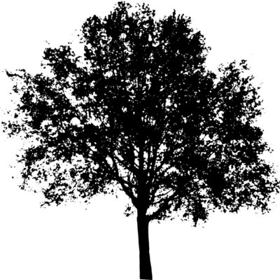 tree55 Thumbnail