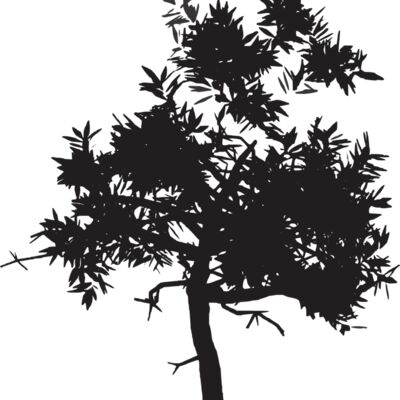 Leafy Black Tree Thumbnail